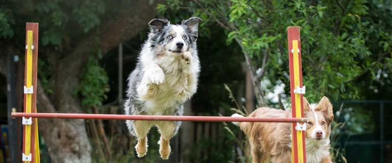 Training & Auslastung DOGchilla